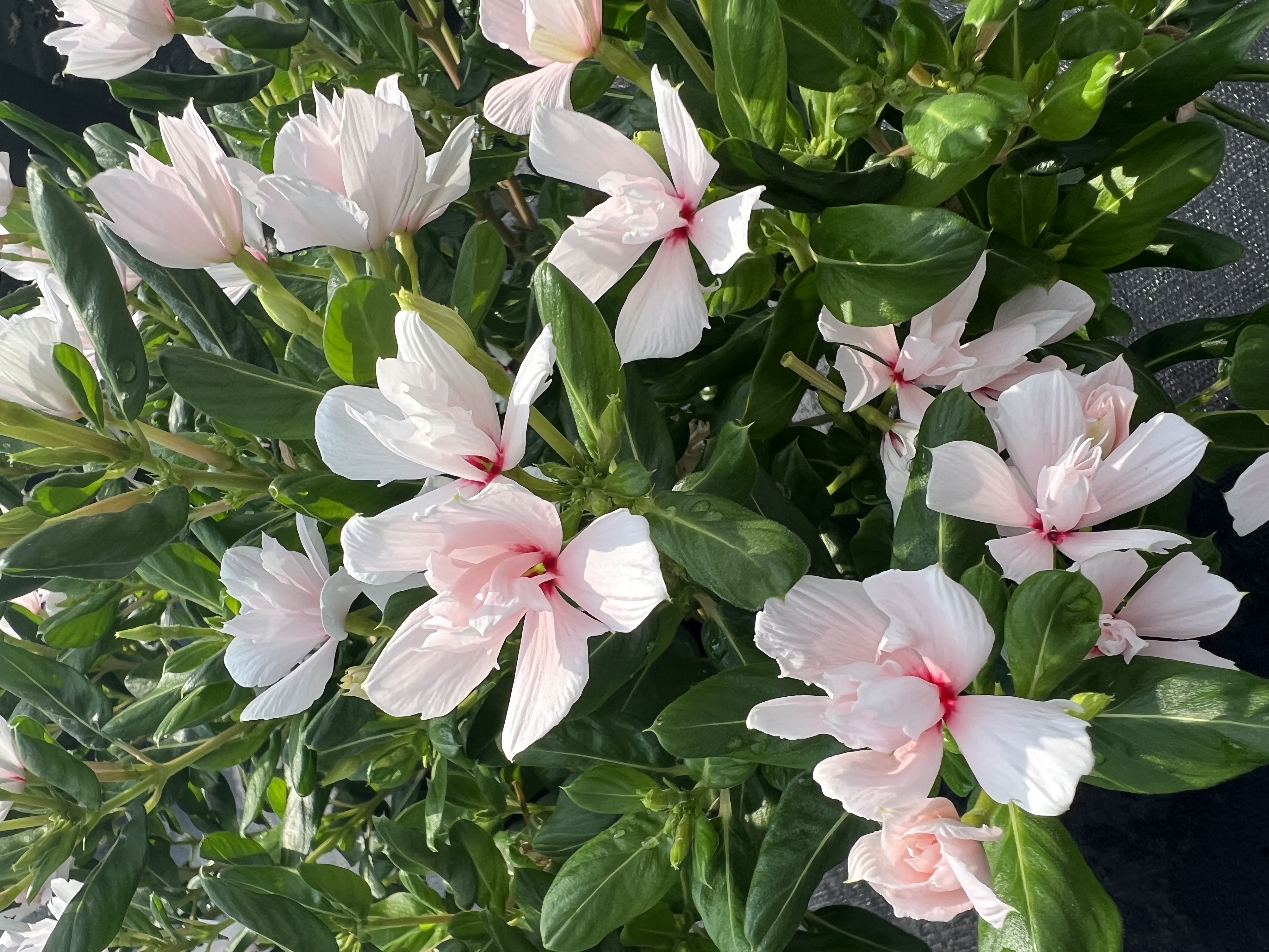 2024 California Spring Trials preview: Suntory Flowers
